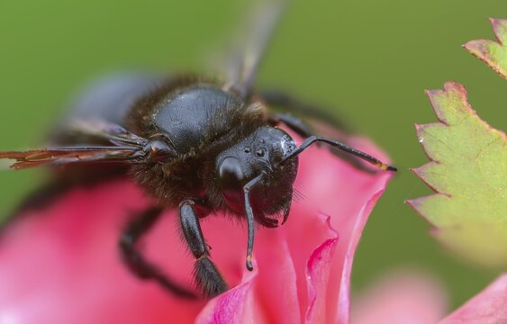 Apidae, bees, blue wood bee, large wood bee, hymenoptera, violet-winged wood bee, xylocopa violacea, insects, insects, violet carpenter bee