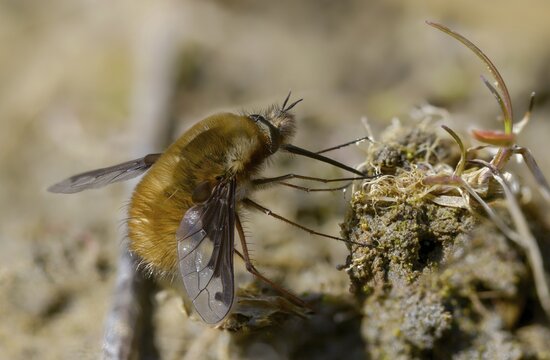 Bombyliidae, Bombylius major, brachycera, flies, large woolswear, woolswear, arge bee-fly, diptera, insects, males, males, the dark-edged bee-fly, the greater bee fly, two-winged