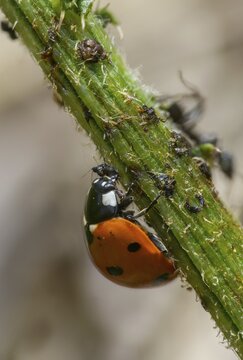 Coccinella septempunctata, seven-point, seven-spotted ladybird, beetle, aphid, coleoptera, high size, vertical format, insects, beetles, food, feeding, seven-spot ladybird, seven-spotted ladybug