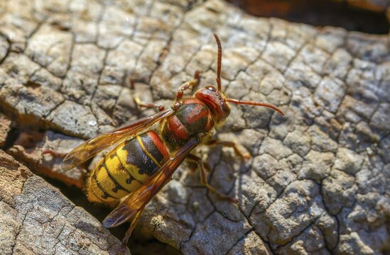Real wasps, European hornet, hymenoptera, vespa crabro, wrinkle wasps, hornet, insects, insects