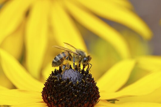 European honeybee (Apis mellifera) collecting nectar from a flower of the yellow coneflower (Echinacea paradoxa), close-up, macro photograph, Wilnsdorf, North Rhine-Westphalia, Germany