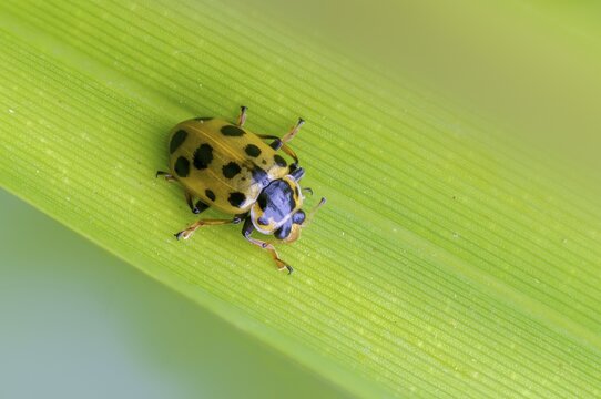 13-spotted lady beetle, thirteen-point ladybird, thirteen-spotted marsh ladybird, Hippodamia tredecimpunctata, thirteen spot lady beetle, beetle, coleoptera, insects, beetles