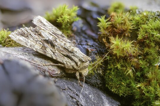 Apamea monoglypha, grass clump owl, root eater, dark arches, insects, moths, moths, butterflies