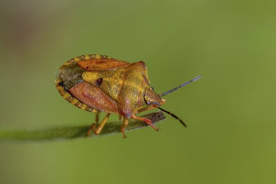 Black-shouldered shieldbug, carpocoris purple eipennis, heteroptera, purple tree bug, purple fruit bug, insects, copula, mating, bugs