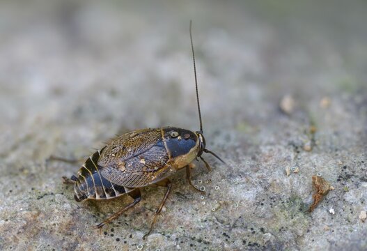 Dark woodcockroach, common woodcockroach, ectobius sylvestris, common woodcockroach, female, forest cockroach, insects, lesser cockroach, cockroach, female