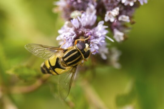 Common tiger hoverfly, common swamp hoverfly, helophilus pendulus, sunfly, swamp hoverfly, insects, hoverfly