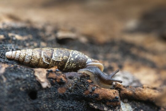 Cochlodina laminata, smooth sphinge, plaited door snail, gastropod, mollusca, snails, molluscs