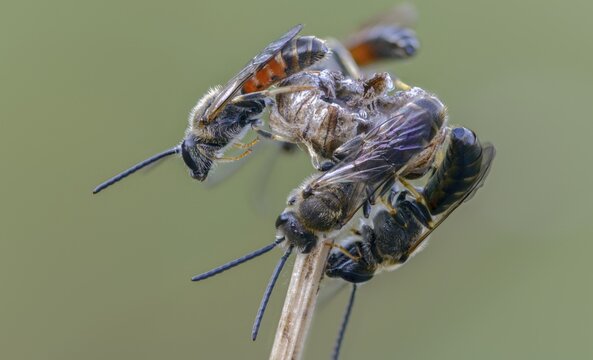 Apidae, bees, furrow bee, common narrow bee, hymenoptera, lasioglossum calceatum, narrow bee, insects, insects