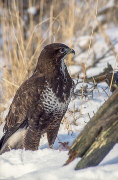 Accipitriformes, Buteo Buteo, buzzard, buzzard, birds of prey, high size, portrait format, raptors, birds, winter