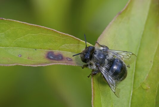 Apidae, bees, blue mason bee, hymenoptera, mason bee, hymenoptera, mason bee, osmia caerulescens, steel blue mason bee, female, insects, insects, female