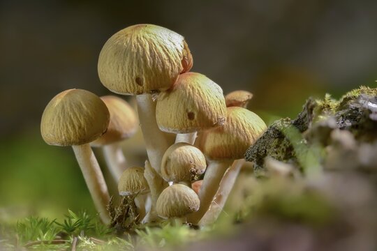 Cluster crumblecap, Drosophila subpapillata, psathyrella hydrophiloides, psathyrella piluliformis, white-stemmed stick sponge, watery fiberling, watery grumbling, watery mumbling, fungi, fungi, mushrooms