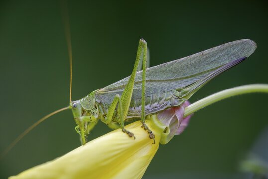 Grasshoppers, Great Green Bush cricket, big hayhorse, green hayhorse, deciduous locusts, song locusts, Tettigonia viridissima, tettigonioidea, ensifera, grasshoppers, insects, long-feeler scare