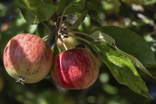 Apple tree (Malus) bearing apples, Emsland, Lower Saxony, Germany