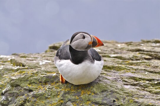 A puffin (Fratercula arctica) perched on a rock overlooking the sea, Shetland, Shetland Islands, Scotland, Great Britain