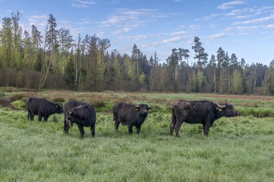 Bavaria, Bubalus Arnee, Even-t&ouml;d Ungulate, Upper Palatinate, Paarhufer, Tirschenreuth, Waldnaab, Waldnaabaue, water buffalo, wild willows Waldnaabaue, extensive grazing, mammals, mammals