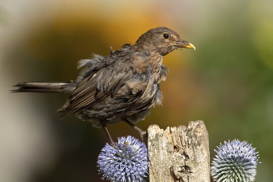 Eurasian blackbird (Turdus merula) adult female garden bird on a wooden post in summer, England, United Kingdom