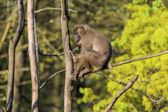 A female Drill (Mandrillus leucophaeus) sits high up in a tree and enjoys the early sunlight. A green forest can be seen in the background