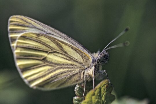 Green-veined white, green vein whitening, Pieris napi, rapeseed whitling, butterfly, insects, butterfly, butterflies
