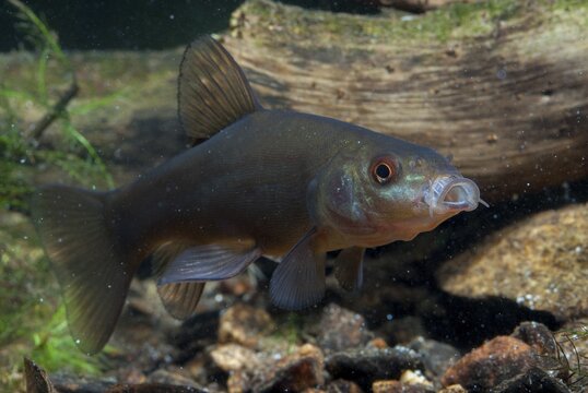 Schleie, Tench, Tinca Tinca, Doctor Fish, Fishes, Pisces