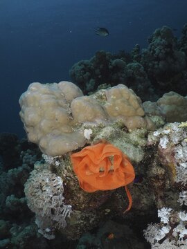 The orange-coloured spawn of a Spanish dancer (Hexabranchus sanguineus) lies on a coral reef. Dive site House Reef, Mangrove Bay, El Quesir, Red Sea, Egypt