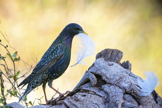 Star, Starling, Sturnus Vulgaris, Birds, Feather, Nest Building, Passeri, Songbirds, Birds