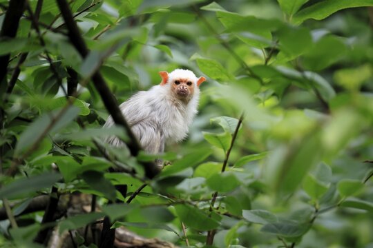 Silver marmoset (Mico argentatus, syn.: Callithrix argentata), silver marmoset, adult, perched on a tree, alert, South America
