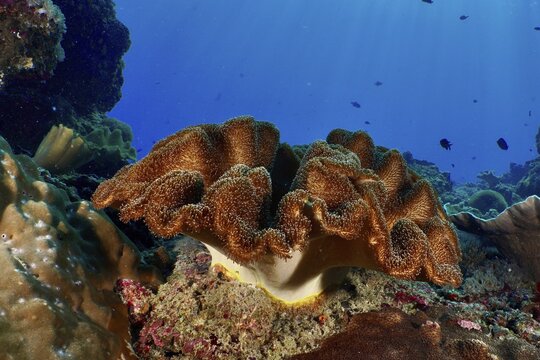 Dark brown mushroom leather coral (Sarcophyton glaucum) with roundish shape in a blue underwater environment, dive site Crystal Bay, Nusa Ceningan, Nusa Penida, Bali, Indonesia