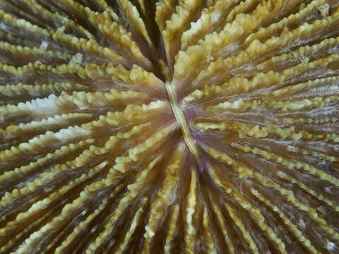 Close-up of a brownish coral, mushroom coral (Fungia fungites), showing fine details and textures, dive site Gondol Bay, Gondol, Bali, Indonesia