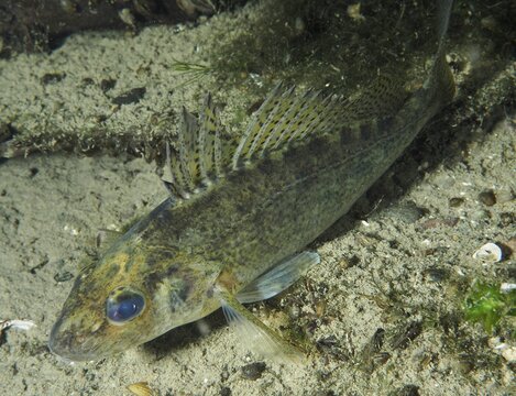 Largemouth bass (Gymnocephalus cernua) with prominent fins on sandy substrate under water, dive site Zollbr&uuml;cke, Rheinau, Canton Zurich, Rhine, High Rhine, Switzerland, Jestetten, Germany