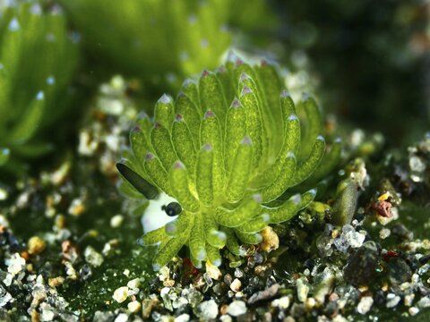 Small green nudibranch, the &lsquo;Shaun the Sheep' nudibranch (Costasiella kuroshimae), on the seabed. The nudibranch is also known as &lsquo;Shaun the Sheep'. Marine nudibranch with kleptoplastids. The chloroplasts, which have been taken up from the green alga Avrainvillea lacerata and stored within its own body, are clearly visible. Body length approx. 3 mm. Dive site: Puri Jati, Umeanyar, Bali, Indonesia