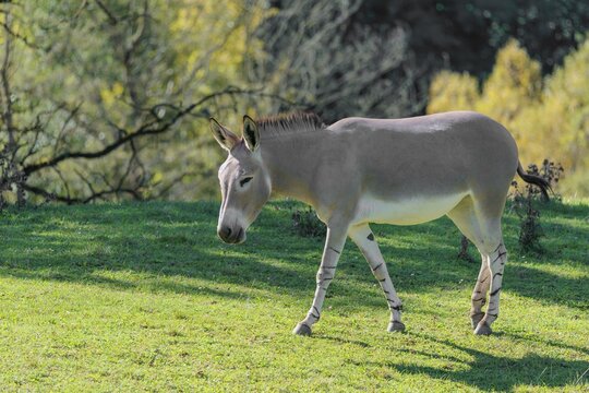 A female Somali wild ass, Equus africanus somaliensis, running across a green meadow