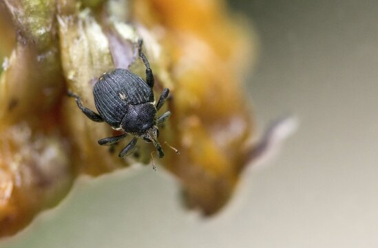 Iris weevil, mononychus punctum album, weevil, iris weevil, white spotted iris weevil, yellow flag borer, beetle, coleoptera, insects, beetles
