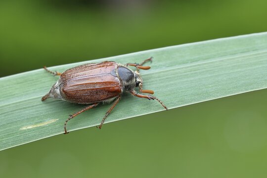 Wood cockchafer (Melolontha hippocastani), male, walking on a leaf of a broad-leaved bulrush (Typha latifolia), Wilnsdorf, North Rhine-Westphalia, Germany