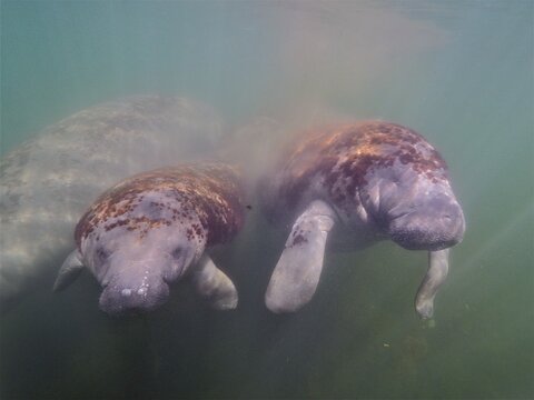 Two manatees, round-tailed manatees (Trichechus manatus), juveniles, swimming side by side in murky water in the Crystal River, Florida, USA