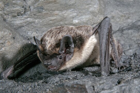 Leather-winged bat, parti-coloured bat, vespertilio murinus, bicolor bat, chiroptera, bats, mammals, mammals