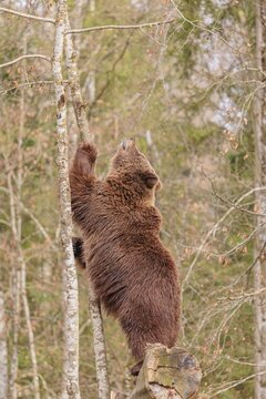 A young male Eurasian brown bear (Ursus arctos arctos) stands tall on a rotten tree lying on the ground to get closer to a common raven sitting above him
