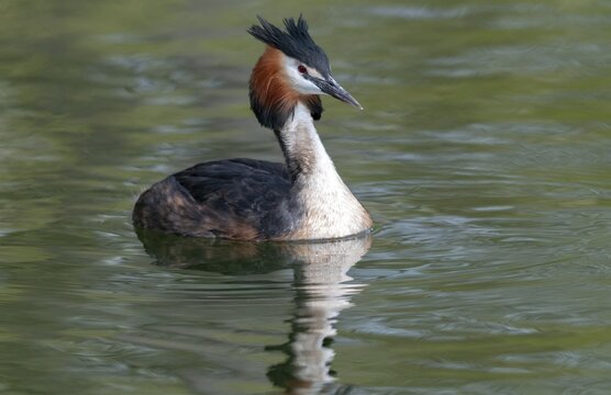 Great crested grebes, podiceps cristatus, birds, grebes, podicipedidae, divers, birds, waterbirds, waterbirds