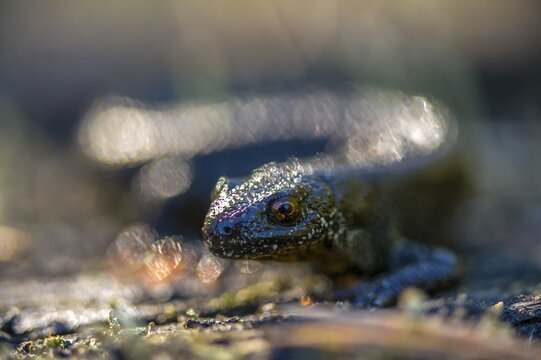 Brandenburg, Germany, Great Crested Newt, crested newt, Nabu, Nabu project, national natural heritage, green house natural paradise, northern crested newt, Triturus cristatus, amphibians, amphibians, post-mining landscape, green house, rural traditional costume, amphibians, warty newt