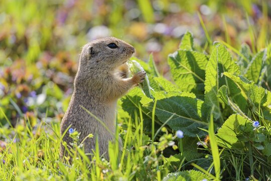 An adult ground squirrel (Spermophilus citellus) eats leaves and flowers on a sunny day in a green meadow with tall vegetation. Austria