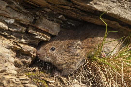 Earth mouse, field vole, microtus agrestis, rodents, Norway, rodentia, short-tailed vole, varanger, mammals, mouse, muroids, rodents, mammals, vole