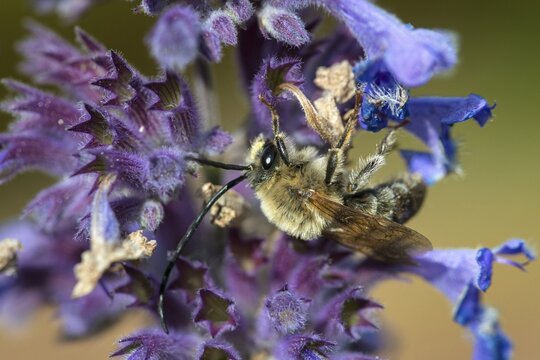 Apidae, bees, Eucera longicornis, early longhorn bee, hymenoptera, longhorn bee, long-horned bee, May longhorn bee, insects