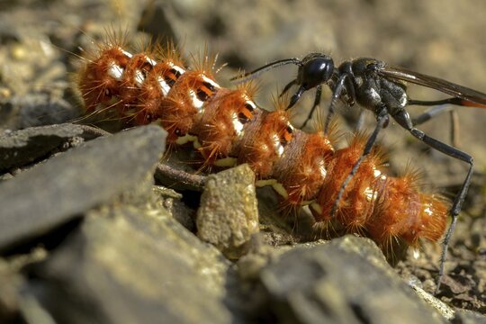 Acronicta rumicis, ammophila sabulosa, ampferous owl, ampferowl, common sand wasp, digging wasp, hymenoptera, red-banded sand wasp, sandwasp, shecidae, inchworm, insects, knot grass moth, moths, moths, moths, caterpillar, butterflies