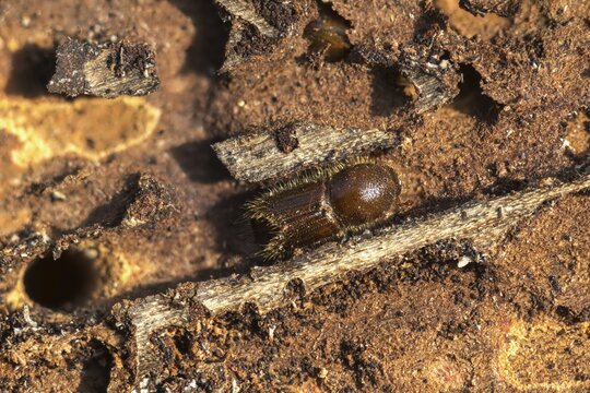 Letterpress, curculionidae, European spruce bark beetle, spruce bark beetle, large eight-toothed spruce bark beetle, ips typographus, weevils, beetles, bark beetles, coleoptera, insects, beetles