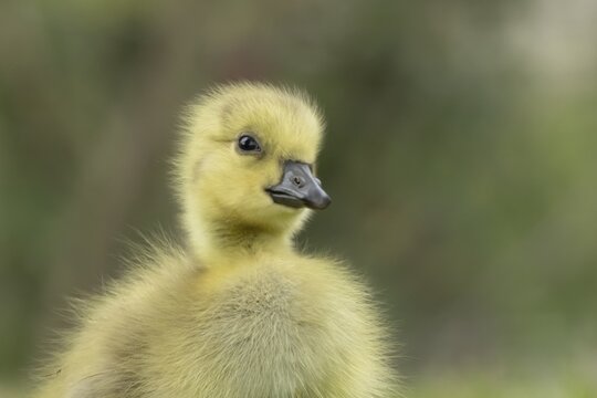 Canada goose (Branta canadensis) juvenile baby gosling bird head portrait, England, United Kingdom