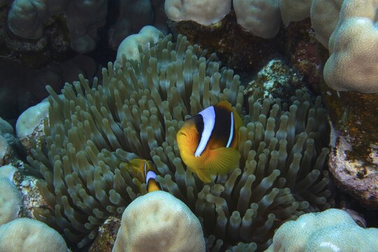 Red Sea anemonefish (Amphiprion bicinctus) surrounded by sea anemones. Dive site Shaab Claudia Reef, Red Sea, Egypt