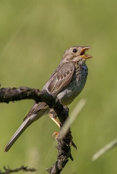 Corn Bunting, Emberiza Calandra, Grilled Bunting, Miliaria Calandra, Birds, Bulgaria, Song, High Size, Portrait, Male, Passeri, Singing, Songbirds, Birds