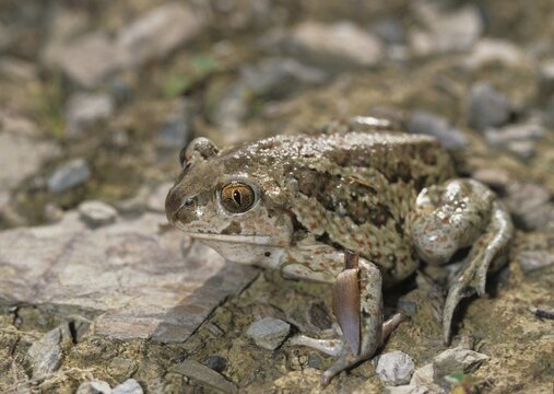Common spadefoot, garlic toad, pelobates fuscus, amphibians, amphibians, ffh, toads, amphibians, toads