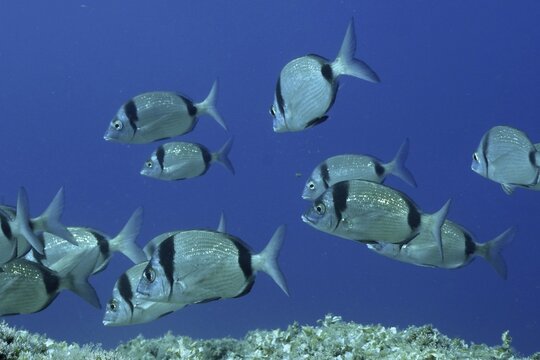 A shoal of silver two-banded seabream (Diplodus vulgaris) swimming in clear blue water in the Mediterranean Sea near Hy&egrave;res, Giens Peninsula dive site, Provence Alpes C&ocirc;te d'Azur, France