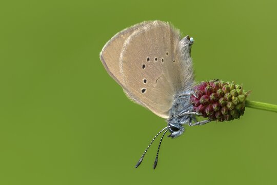 Ant blue, dark meadowbutton ant blue, dusky large blue, glaucopsyche nausithous, maculinea nausithous, phengaris nausithous, black blue meadowbutton ant blue, meadowbutton ant blue, butterfly, egg deposition, egg laying, clutches, insects, butterflies, egg deposition age