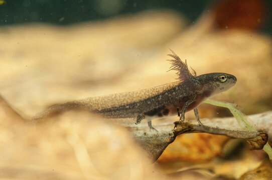 Threaded newt, Lissotriton helveticus, palmate newt, triturus helveticus, amphibians, amphibians, caudata, larva, amphibians, newts, tailed amphibians, water newts